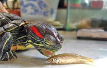 Червоновуха черепаха: як доглядати і чим годувати в домашніх умовах?