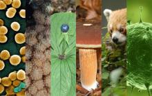 Какие царства живых организмов выделяют в природе Четыре царства живых организмов определение