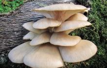 Hliva jesenná (Panellus serotinus) Je možné si tento druh huby vypestovať?