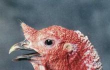 Kokius garsus skleidžia kalakutiena: paukščių signalų apžvalga