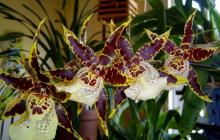 Cambria je lijepa i nepretenciozna orhideja Briga za orhideje Cambria kod kuće.