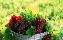 Vino de uva casero: secretos de elaboración del vino y recetas interesantes